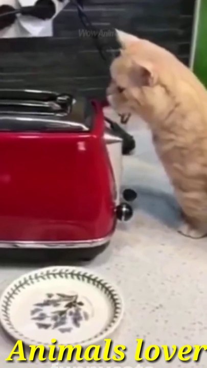 Best funny animals moment of the year 