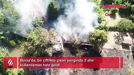 Bursa'da çiftlikte korkutan yangın! 2 ahır kül oldu