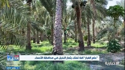 فيديو حلم الغبار آفة تفتك بثمار النخيل وتكبد المزارعين خسائر فادحة في محافظة الأحساء - - نشرة_النهار - الإخبارية