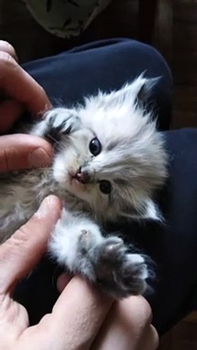 Cute cat  || Cute cat video
