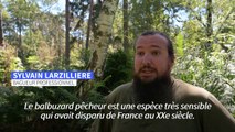 Animaux: pleine saison pour le baguage de jeunes balbuzards pêcheurs à Chambord