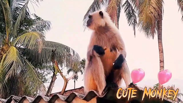 cute animal videos _ Cute monkey video _ cute monkey videos baby _ cute animal videos funny