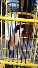 Burung Cendet Kicau Dalam Sangkar