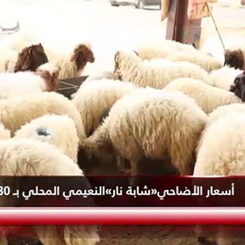 أسعار الأضاحي«شابة نار» النعيمي المحلي بـ 180 ديناراً