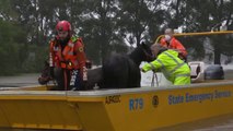 Rescatistas australianos salvan del ahogamiento a varios ponis y otros animales por las inundaciones
