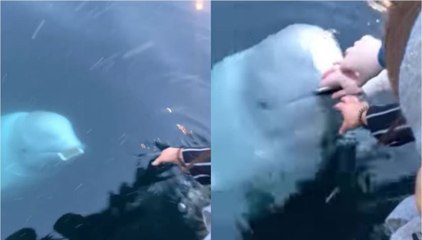 Viral Video: વ્હેલ માછલીએ દરિયામાં પડેલા મોબાઈલને શોધી આપ્યો, જુઓ વીડિયો