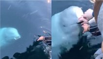 Viral Video: વ્હેલ માછલીએ દરિયામાં પડેલા મોબાઈલને શોધી આપ્યો, જુઓ વીડિયો