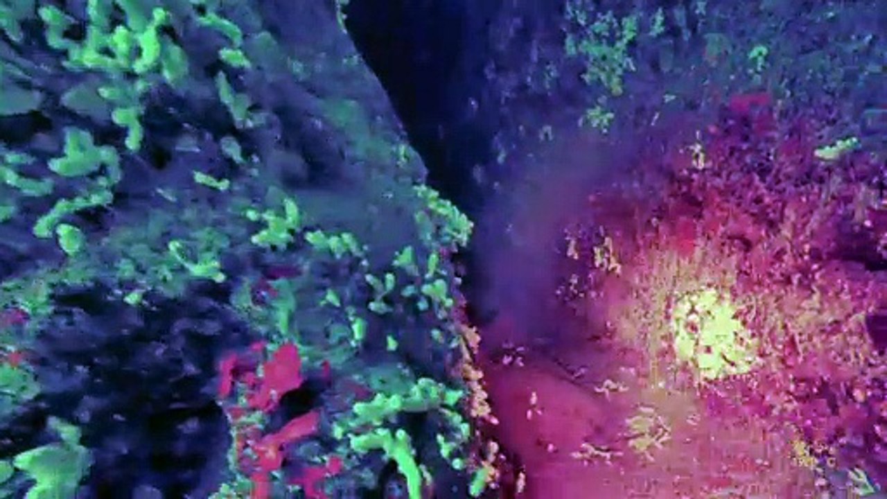 1er plonhée recyleur video
