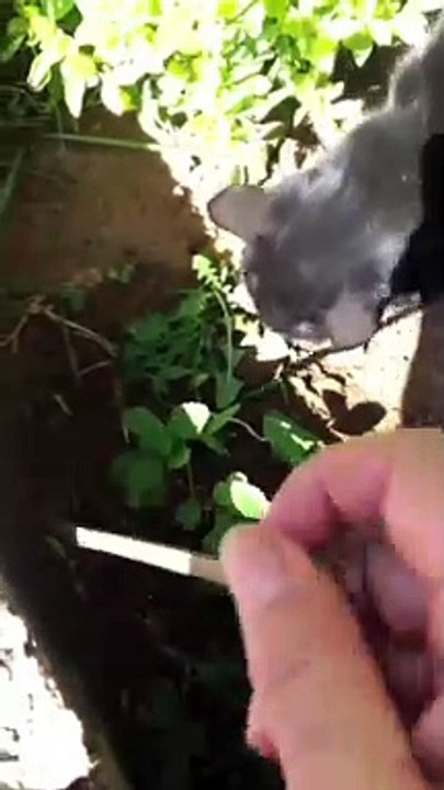 Black Cat Brings Good Luck