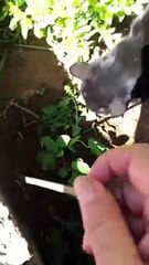 Black Cat Brings Good Luck