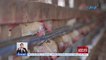 Pag-angkat ng poultry products mula sa Belgium, pwede na uli | UB