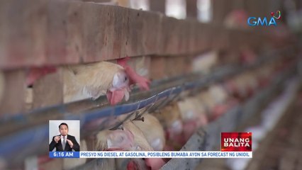 Pag-angkat ng poultry products mula sa Belgium, pwede na uli | UB