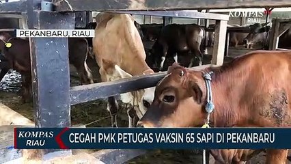 Cegah PMK Petugas Vaksin 65 Sapi Di Pekanbaru