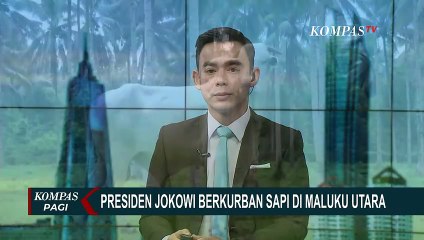 Presiden Jokowi Rencanakan Berkurban Sapi di Maluku Utara! Peternak Pastikan Tak Ada PMK