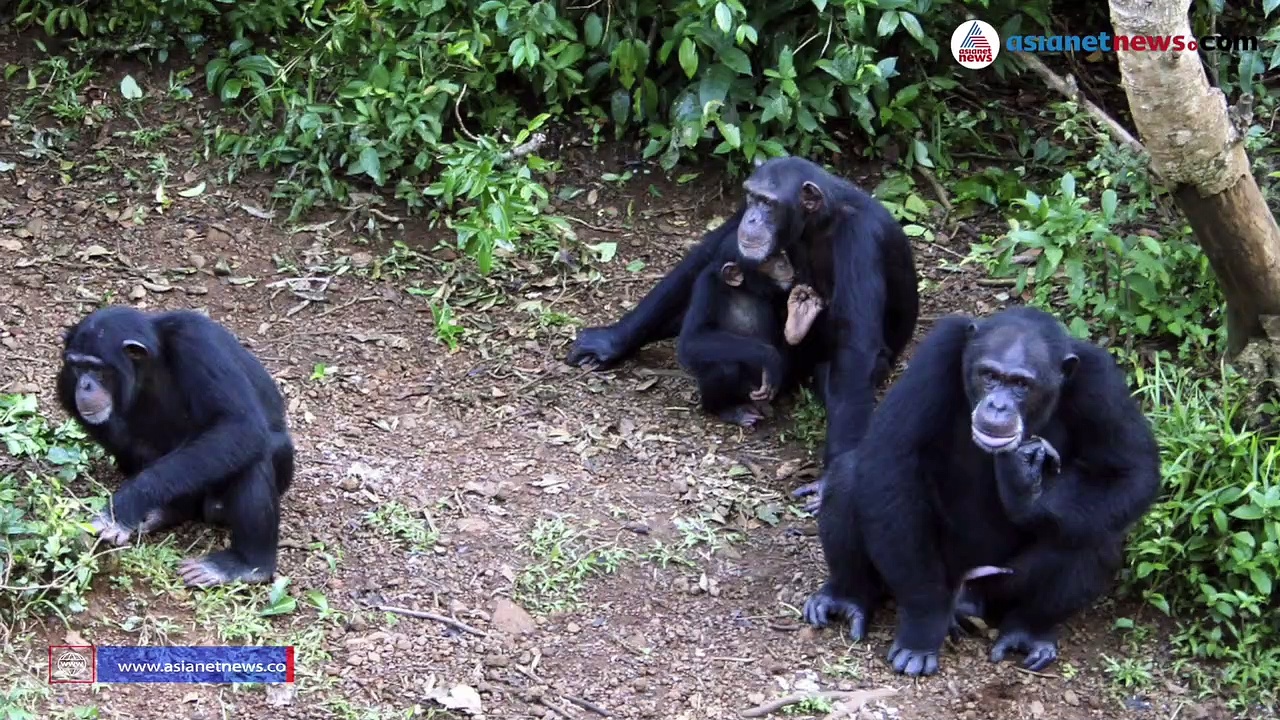 മനുഷ്യനുമായി 98% സാമ്യം; ആൾക്കുരങ്ങുകളിലെ രോഗം മനുഷ്യരിലേക്കും പടരുമോ?