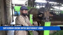 Sumbangan Sapi Jokowi Untuk Idul Adha