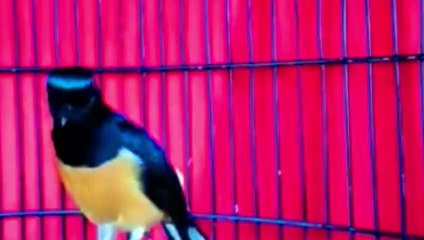 DURASI PENDEK MAMPU MENAIKAN EMOSI MURAI LAIN