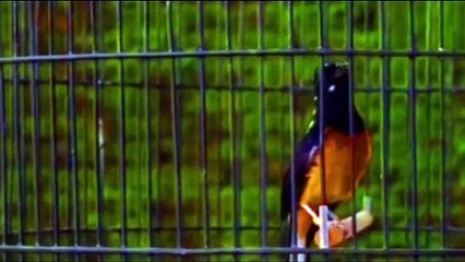 AUTO PANAS DENGAN PETARUNG MURAI PENUH EMOSI