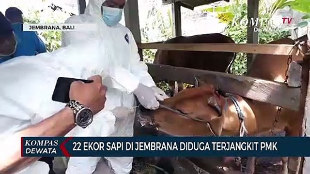 Puluhan Sapi Di Jembrana Diduga Terjangkit PMK