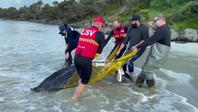 Leatherback turtle rescued near Killarney - July 4, 2022 - The Standard