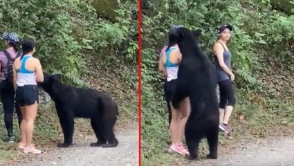 Genç kadın, ayının ölümcül saldırısından zekası sayesinde kurtuldu! İzlemeye nefes yetmez