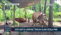 2.000 Sapi di Lampung Tengah Alami Gejala PMK