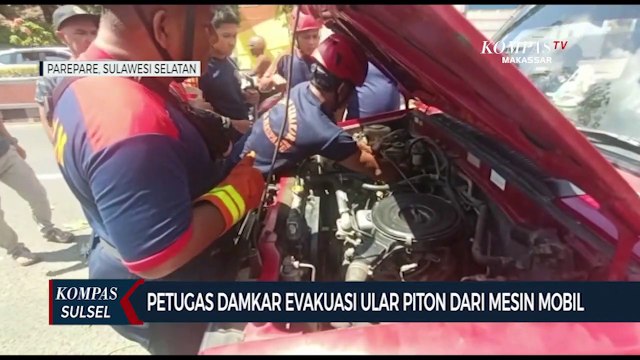 Petugas Damkar Evakuasi Ular Piton Dari Mesin Mobil