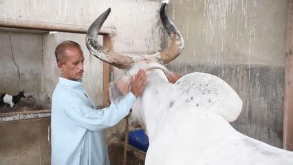 Apartmanda besledikleri büyükbaş kurbanlıklarını çatıdan vinç yardımıyla indirdiler