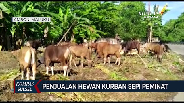 Dampak Ekonomi Dan Merebahnya Pmk, Penjualan Hewan Kurban Sepi Peminat