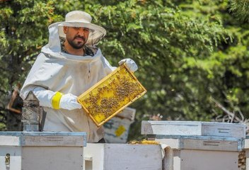 LAVANTA BALININ KİLOSU 250 TL