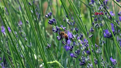 Antalya'da başladı, onlarca hastalığa deva: Kilosu 250 tl