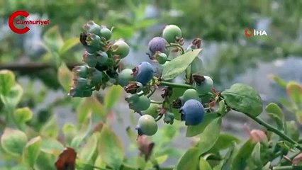 Bir zamanların pamuk diyarı artık tropik meyvelerle anılıyor