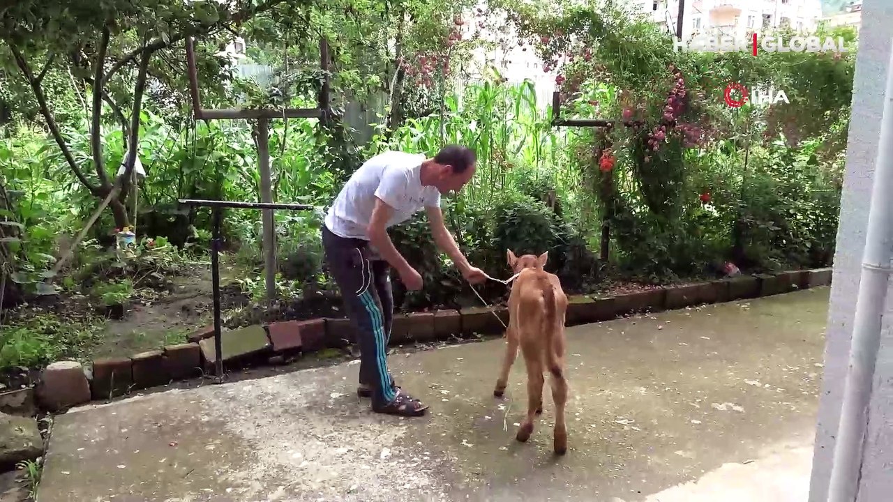 Yürekleri ısıtan dostluk: Buzağıya apartman dairesinin 5.katında çocuğu gibi bakıyor