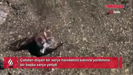Çatıdan düşen minik serçe, başka bir serçenin çabalarıyla hayata tutundu