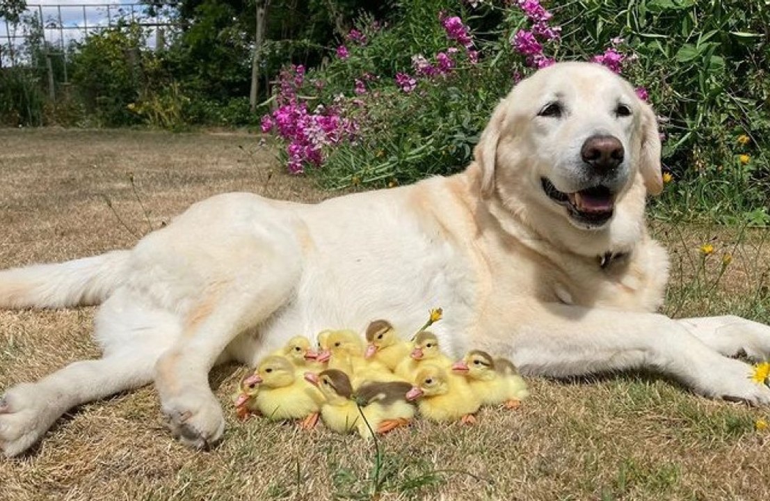 Cão ‘adota’ filhotes de pato após ficarem órfãos
