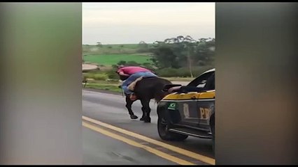 Quase 'caiu do cavalo': PRF flagra cavaleiro 'embriagado' na BR-163