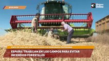 España: trabajan en los campos para evitar incendios forestales