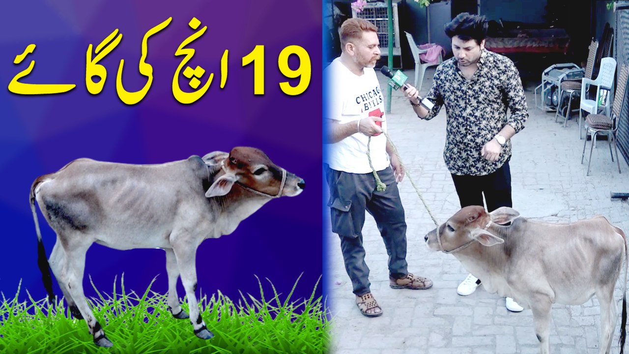 19 inch ki gaaye