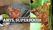 Superfood! Red Weaver Ants Chutney Targets GI Tag