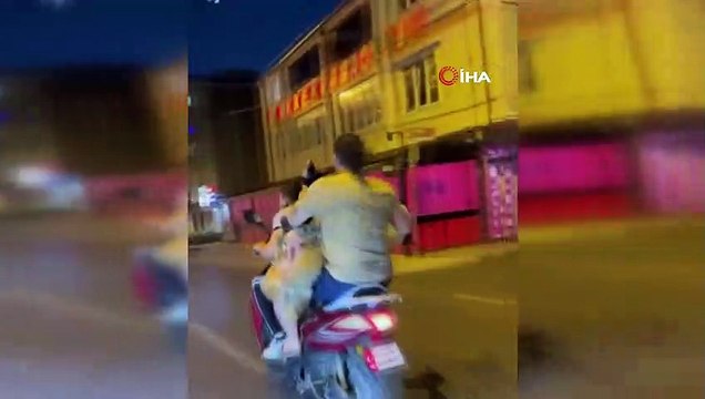 Şok eden manzara! Koyunu bakın nasıl taşıdılar