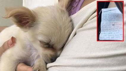 Terk edilen yavru köpeğin sahibi tarafından bırakılan gizemli not, okuyanların yüreklerini parçaladı