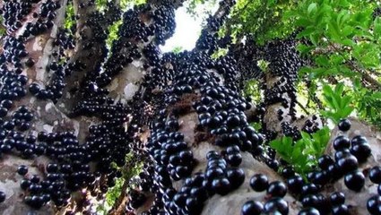 Bir ressamın tablosundan fırlamış gibi! Onu farklı kılan özelliği ise meyvesi