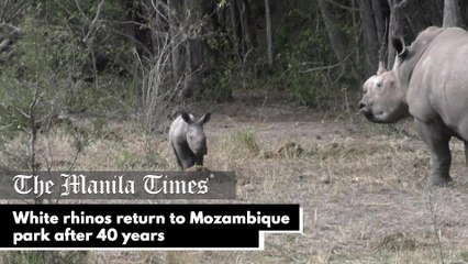 White rhinos return to Mozambique park after 40 years