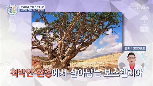 관절 건강을 위한 사막의 진주❤ 『 보스웰리아 』 TV CHOSUN 20220704 방송
