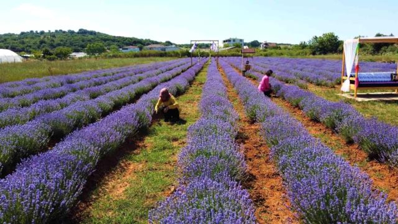 Sanayi bölgesinin tek lavanta bahçesi görenleri mest ediyor