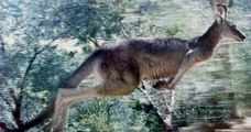 États-Unis : un kangourou s'est octroyé une journée en liberté après qu'un perroquet ait découvert comment déverrouiller son enclos