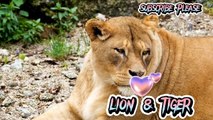 tiger and lion video _ cute funny animals_ cute and funny animals _ cute funny animal