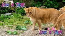 Lion and tiger video _ funny cute animal _ cute funny animal videos _ cute animals funny