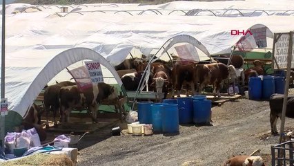 KURBAN SATICILARINA DOLANDIRICILIK VE SAHTE PARA UYARISI