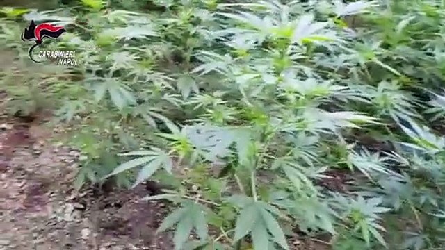 Gragnano (NA) - Cocaina per 1 milione sepolta sui Monti Lattari (04.07.22)